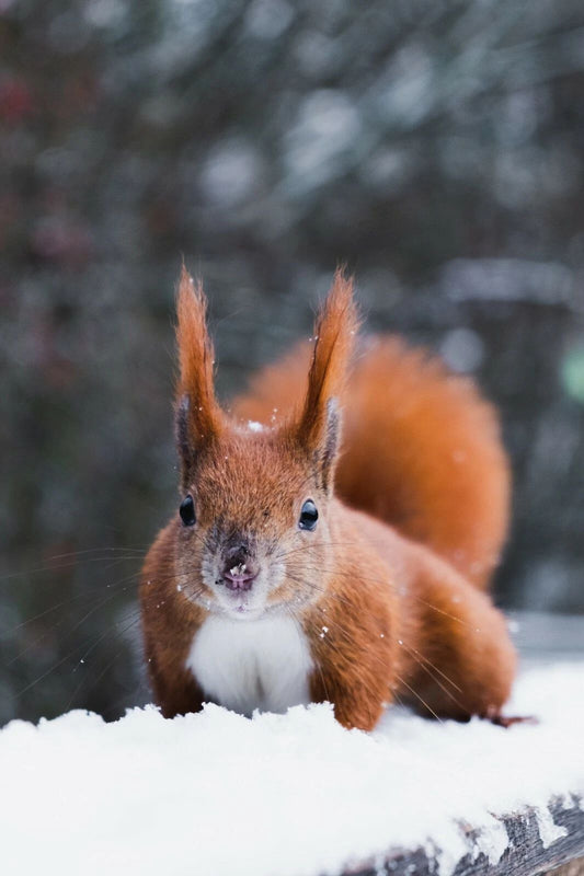 Orange Squirrel In The Snow Poster Picture Photo Cute Rodent Animal Tails