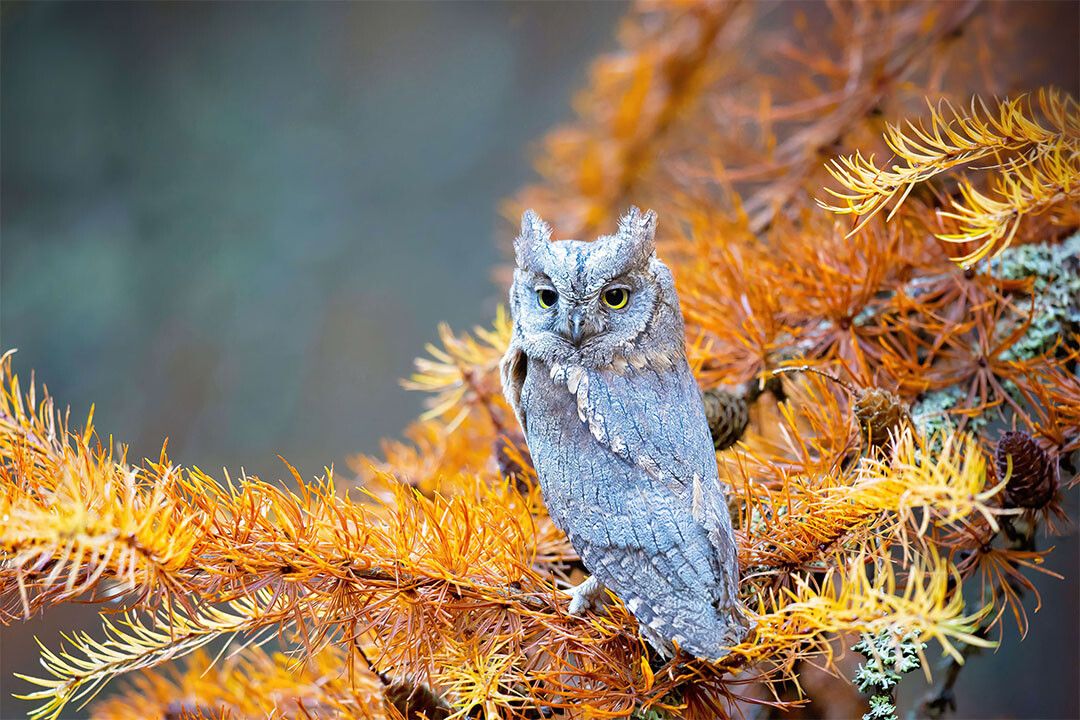 Owl Standing On Branch Autumn Birds Animals Jigsaw Puzzle