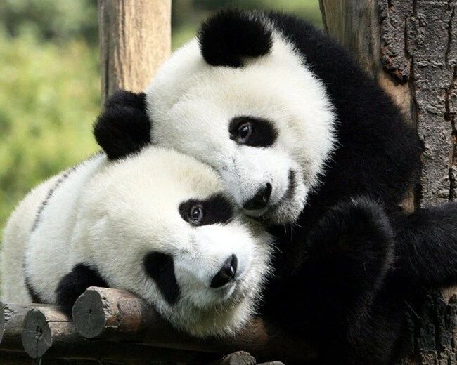 Panda Cubs Or Bears Glossy Keychain Print China Keychain Nature Wildlife