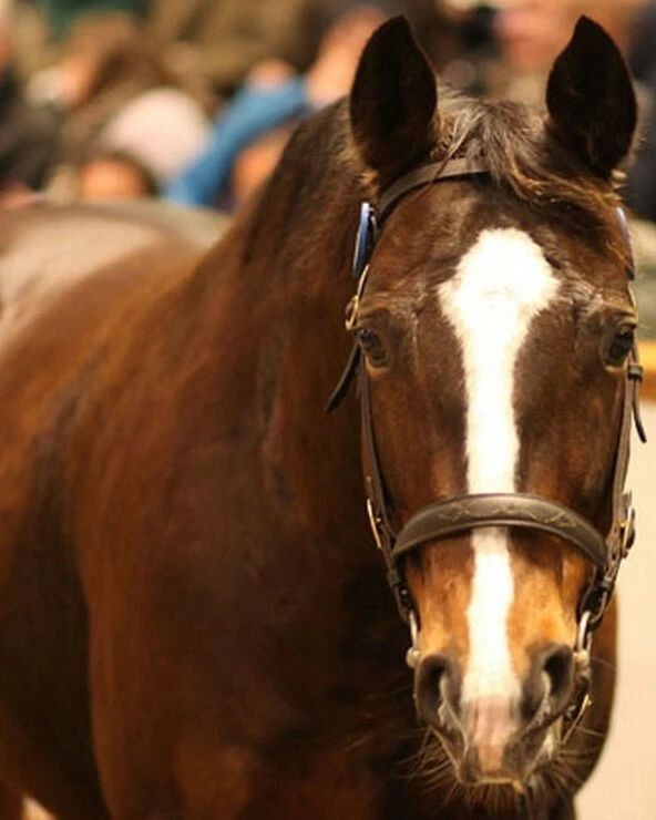 Pearling Photo Horse Racing Picture
