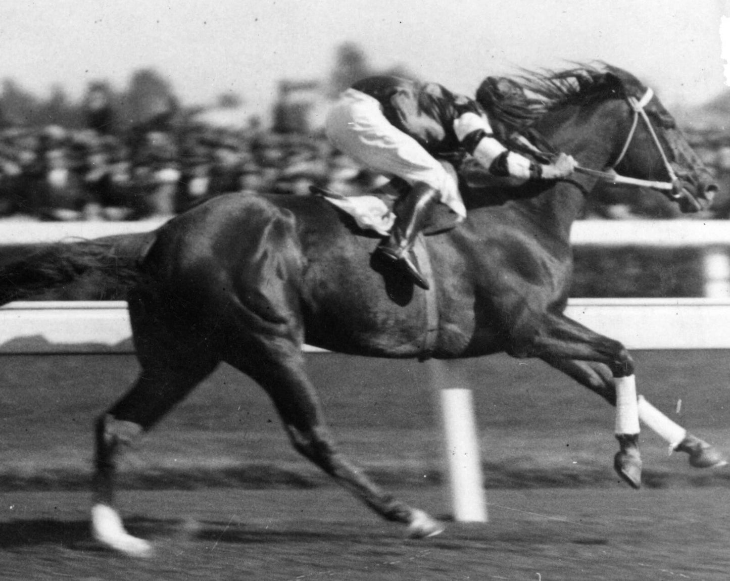 Phar Lap Photo Horse Racing Picture Jockey