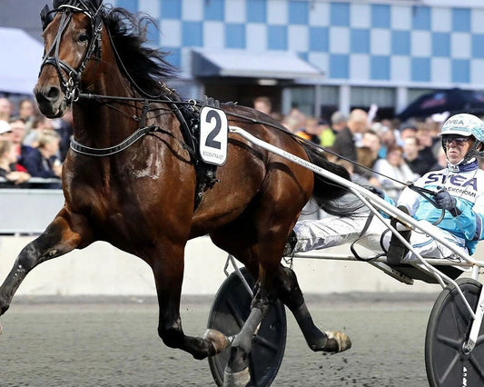 Propulsion Magnet Harness Horse Racing Picture