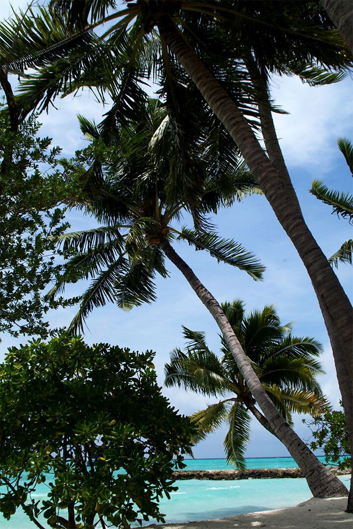 Palm Tree On Maldives Nature Trees Painting Jigsaw Puzzle