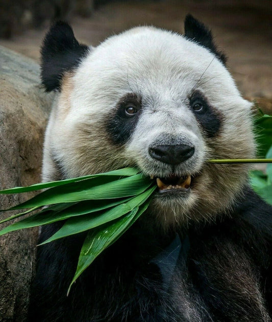 Panda Bear Eating A Leaf In Ocean Park Hong Kong Keychain Picture Keychain Print