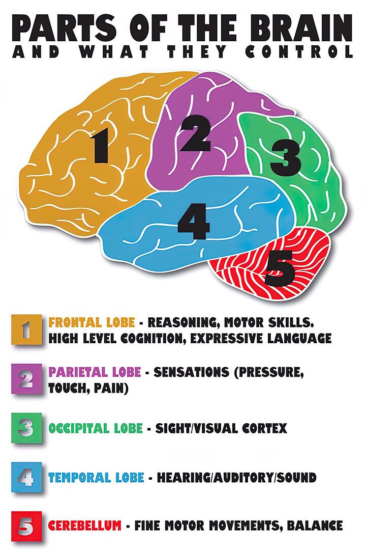 Parts Of The Brain Anatomy Medical Jigsaw Puzzle