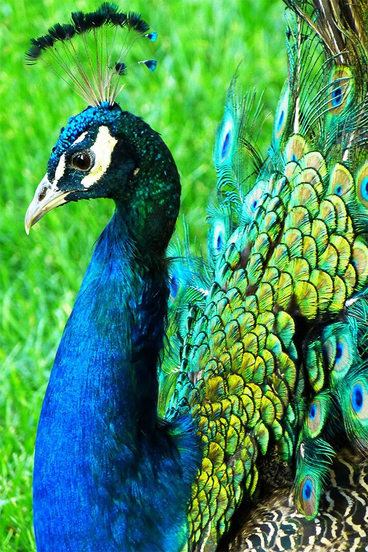 Peacocks Colorful Feathered Bird Painting Print Jigsaw Puzzle