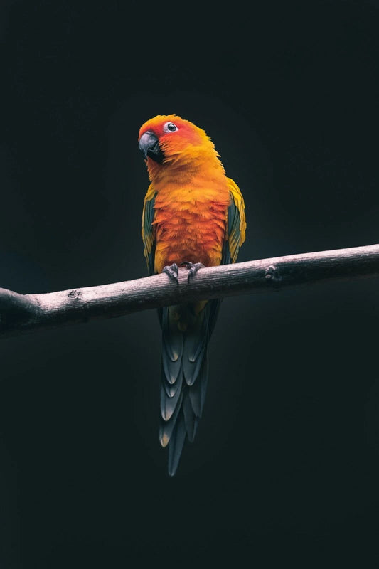 Perched Orange Parrot Bird On Tree Picture Keychain Keychain Print Nature Wall Art