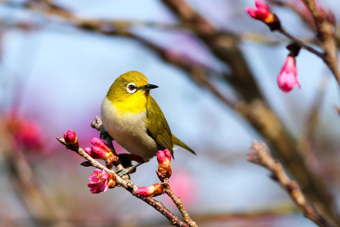 Perched Yellow & White Bird On Tree Picture Poster Photo Print Nature Wall Art