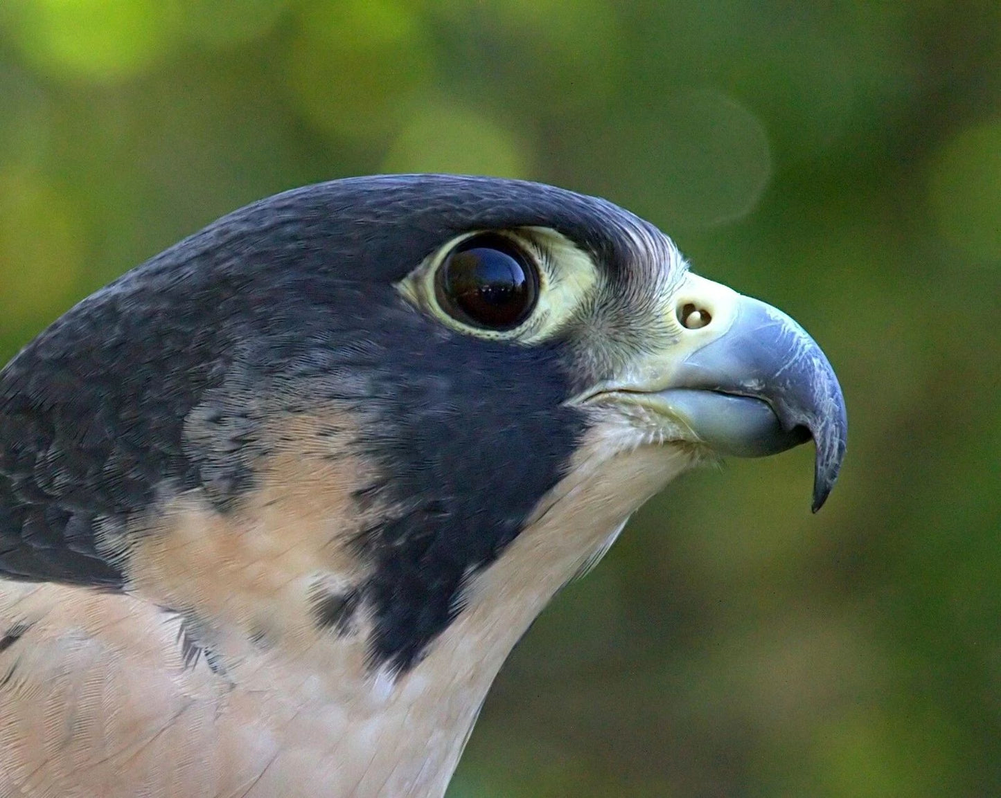 Peregrine Falcon Close Up Hunting Bird Poster Print 300 Piece Jigsaw Puzzle