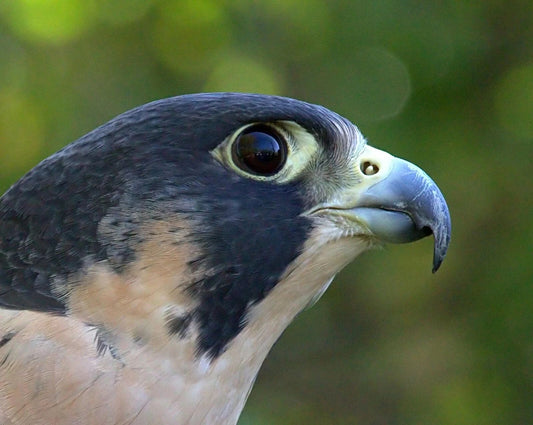 Peregrine Falcon Close Up Hunting Bird Magnet Magnet Picture Print