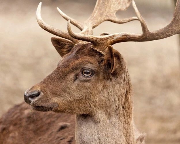 Persian Fallow Deer Glossy Magnet Magnet Wildlife Buck Print