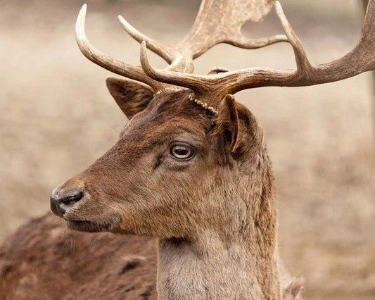 Persian Fallow Deer Glossy Magnet Magnet Wildlife Buck Print