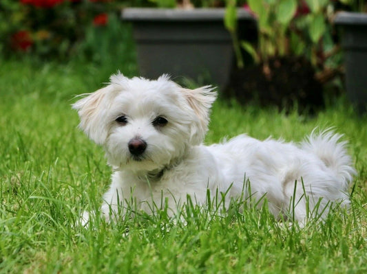 Pet Maltese Puppy Dog Laying In The Grass Cute White Doggy Picture Magnet Magnet