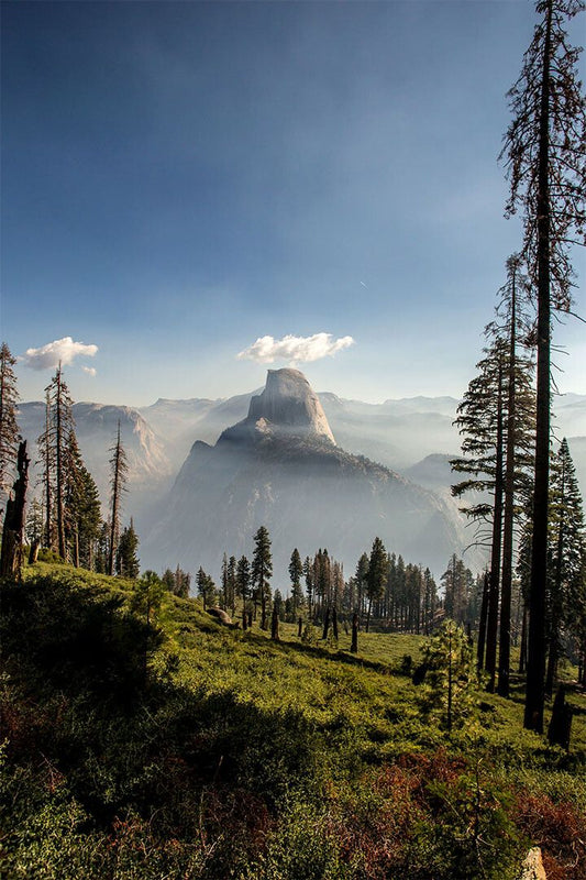 Pine Forest In Yosemite National Park Print Jigsaw Puzzle