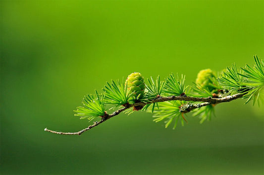 Pine Tree With Green Leaves And Cones Art Wall Decor Jigsaw Puzzle