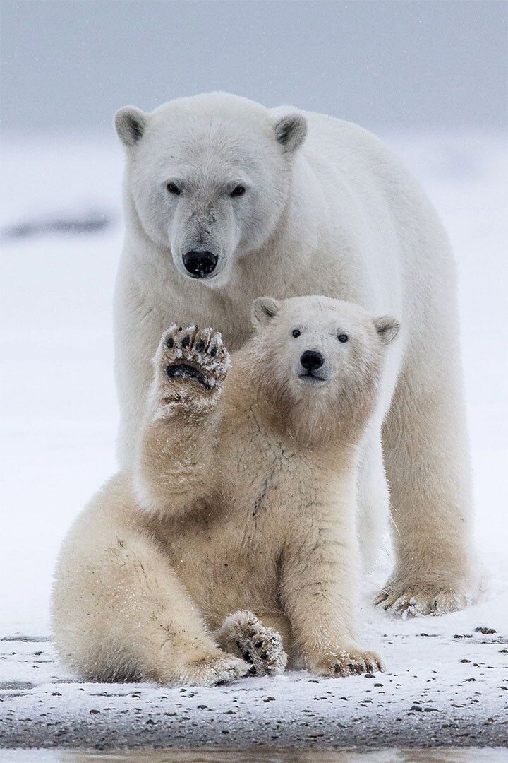 Polar Bears Animals Polar Love Mother Cub Print Jigsaw Puzzle