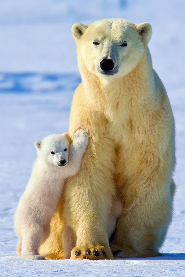 Polar Bears Animals Polar Love Painting Print Jigsaw Puzzle