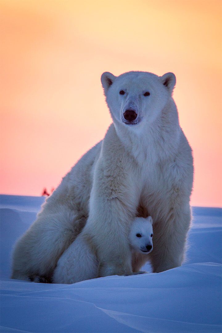 Polar Bears Animals Polar Love Picture Print Jigsaw Puzzle