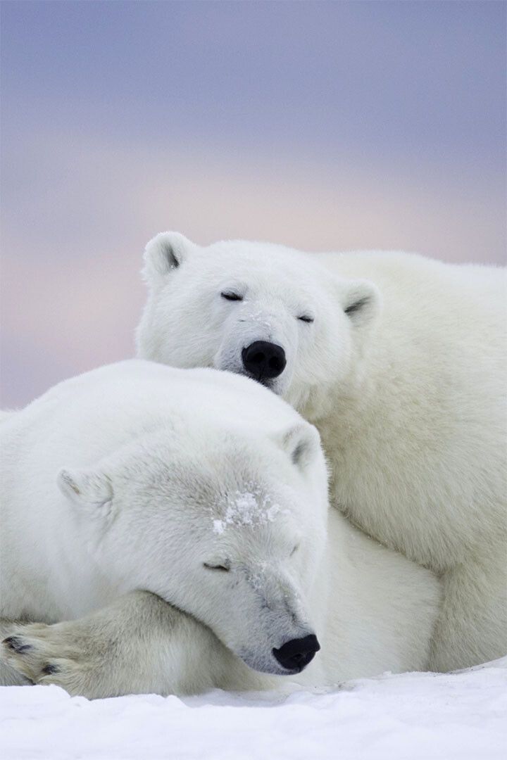 Polar Bears In The Snow Animals Polar Love Print Wall Home Decor Jigsaw Puzzle