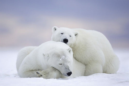 Polar Bears Mammal Animals Polar Love Painting Wall Home Decor Jigsaw Puzzle