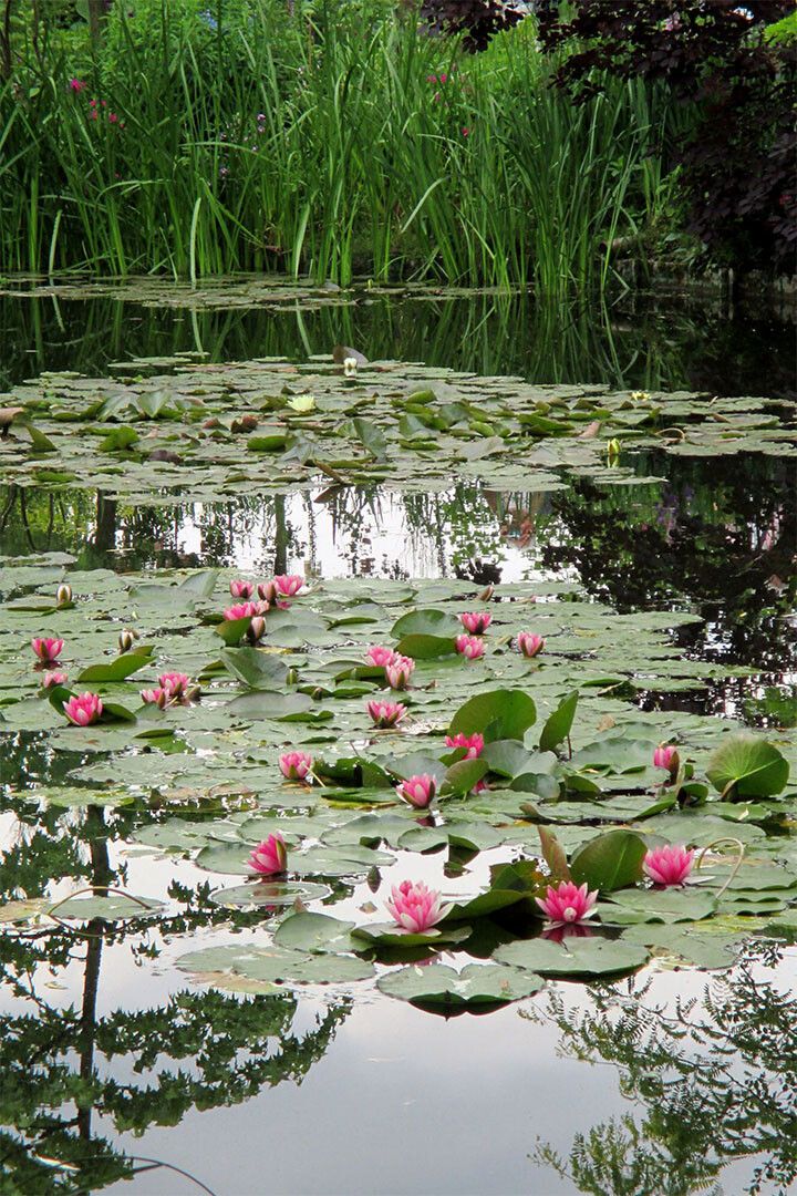 Pond In Monets Garden Nature Landscape Jigsaw Puzzle