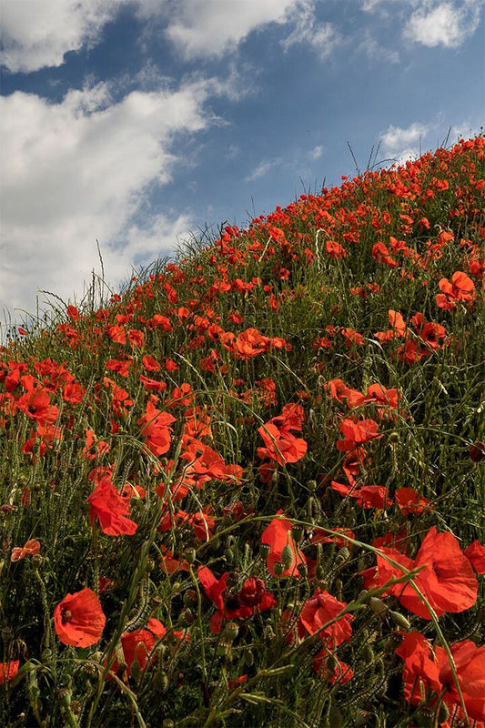 Poppy Field Under The Sky Flowers Nature Jigsaw Puzzle