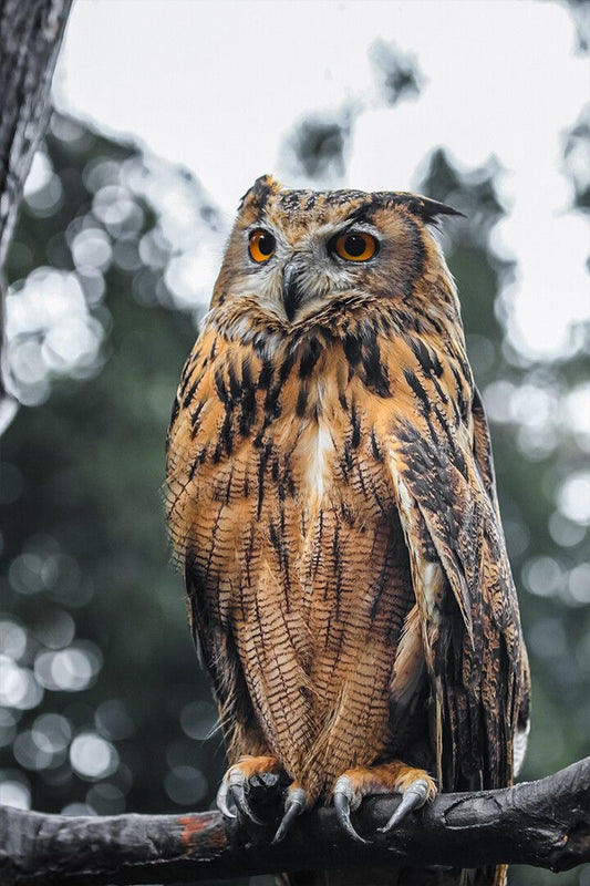 Proud Owl Sitting On Tree Branch Art Wall Decor Jigsaw Puzzle