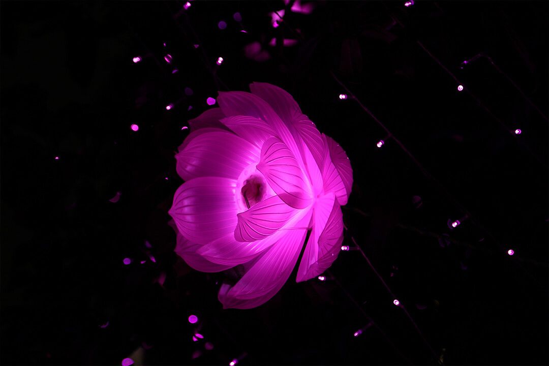 Purple Lotus Flower In Bloom Black Background Print Jigsaw Puzzle