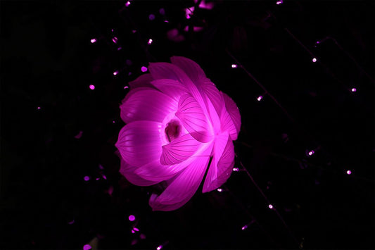 Purple Lotus Flower In Bloom Black Background Print Jigsaw Puzzle