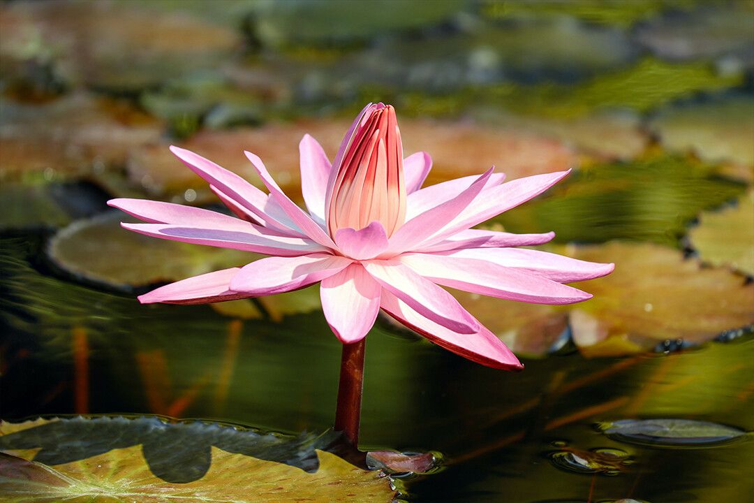 Purple Lotus Flowers Plants Over Water Painting Wall Home Decor Jigsaw Puzzle