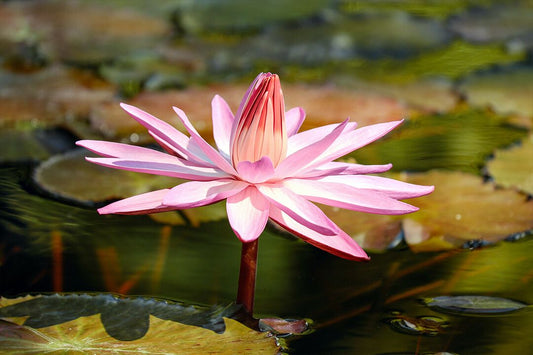 Purple Lotus Flowers Plants Over Water Painting Wall Home Decor Jigsaw Puzzle