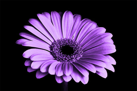 Purple Petaled Flower Art Wall Decor Jigsaw Puzzle