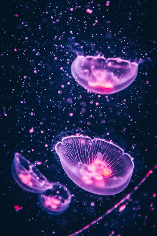 Purple Transparent Jellyfishes Art Wall Decor Jigsaw Puzzle
