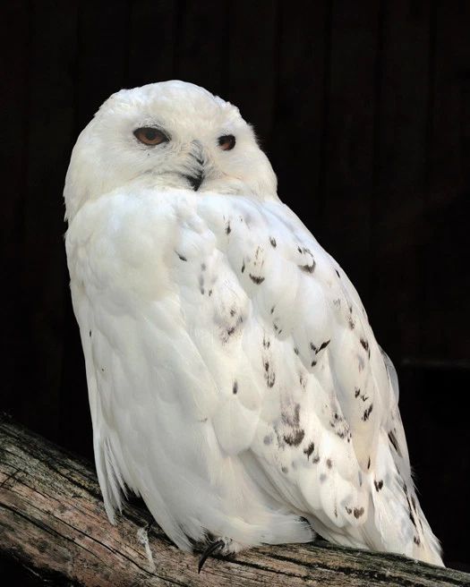 Quebec Snow Owl Glossy Keychain Print America Keychain Bird Nature Wildlife