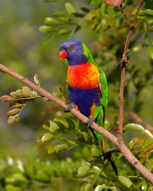 Rainbow Lorikeet Glossy Photo Parrot Print Australia Poster Bird Wildlife