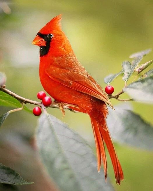 Red Cardinal Glossy Magnet Nature Print United States Magnet Bird Wildlife 1