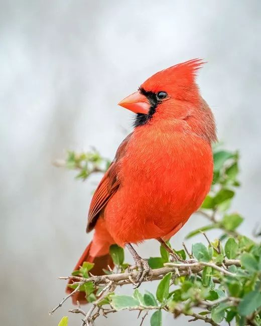 Red Cardinal Glossy Keychain Nature Print United States Keychain Bird Wildlife 2