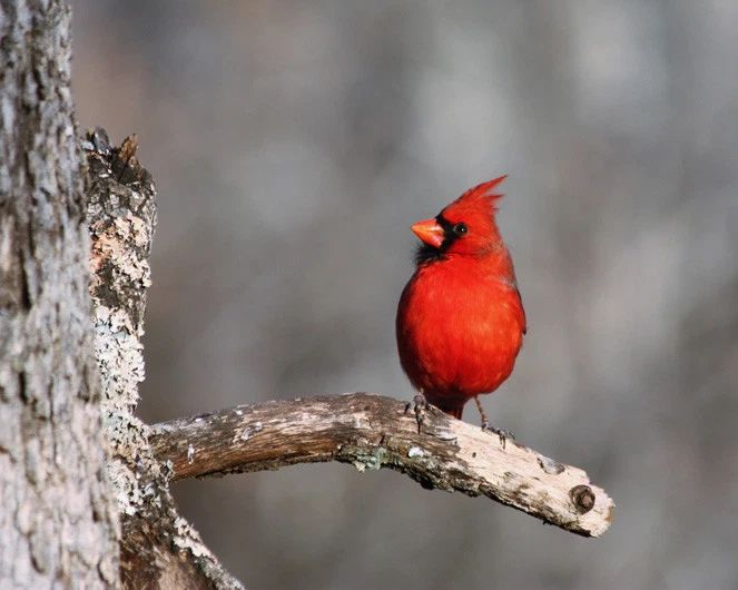 Red Cardinal Glossy Keychain Nature Print United States Keychain Bird Wildlife 3