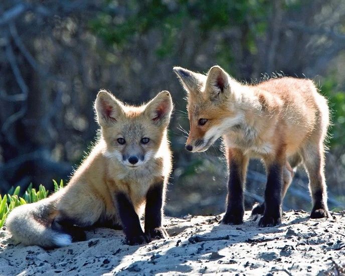 Red Fox Cubs Glossy Keychain Keychain Nature Wildlife Print