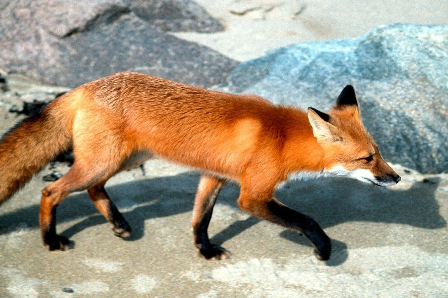 Red Fox Poster Picture Photo Print Cute Adorable Wild