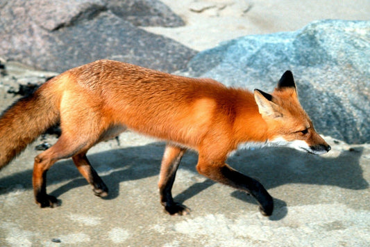 Red Fox Poster Picture Photo Print Cute Adorable Wild