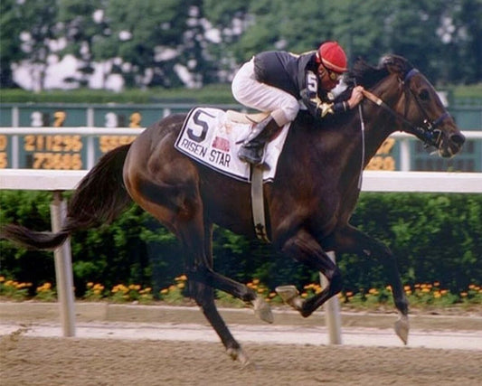 Risen Star Photo Horse Racing Picture