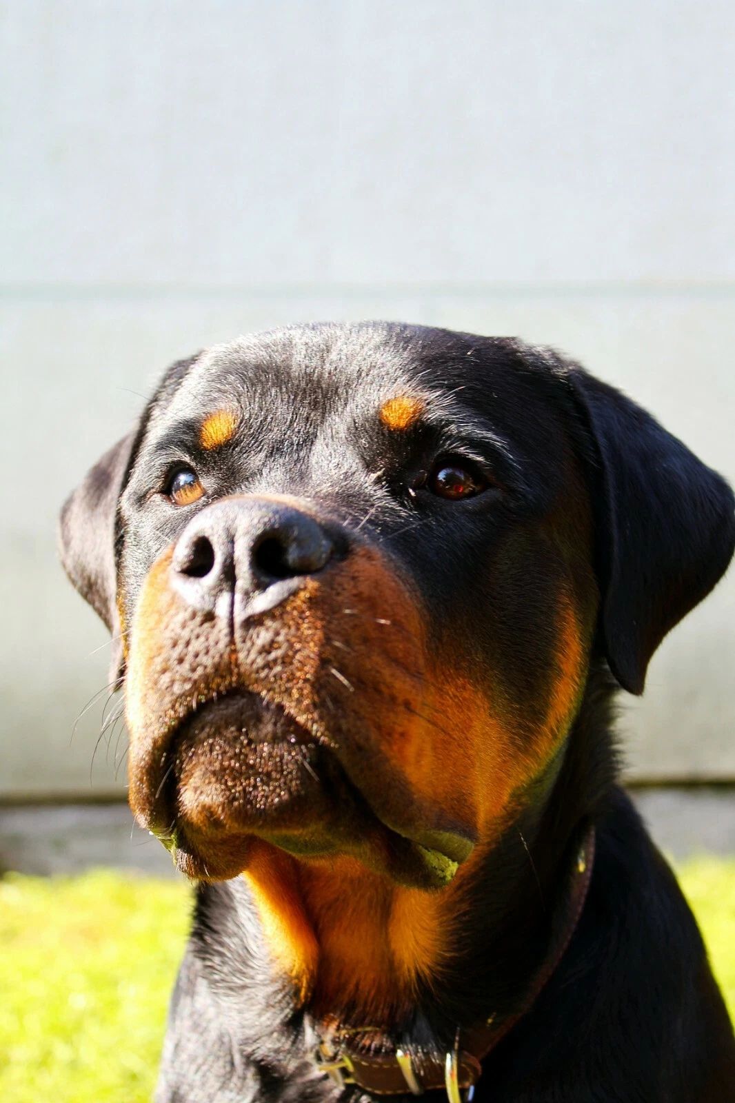 Rottweiler Dog Puppy Pet Cute Guard Metzgerhund Poster Picture Photo Print