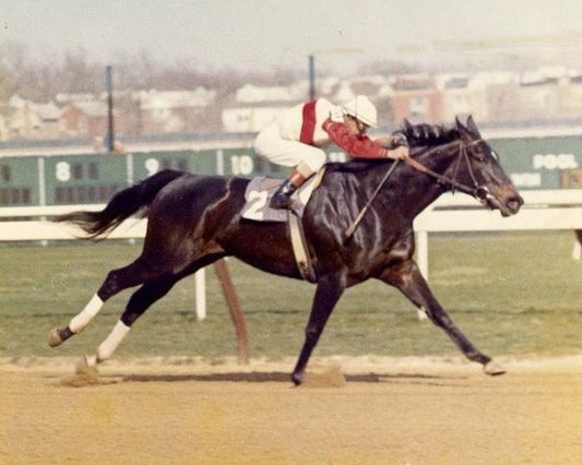 Ruffian Photo Horse Racing Picture Jockey