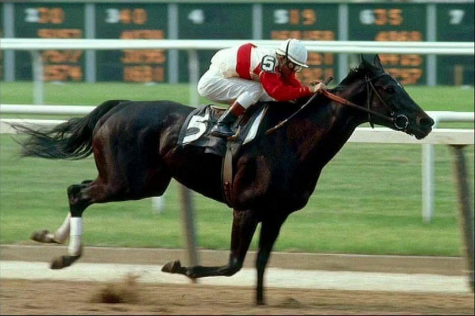 Ruffian Photo Horse Racing Picture Jockey Action Wide Border