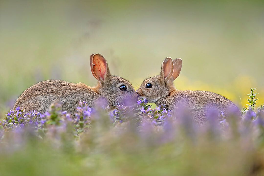 Rabbits Animal Herbivore Animals Naturel Life Wall Home Decor Jigsaw Puzzle