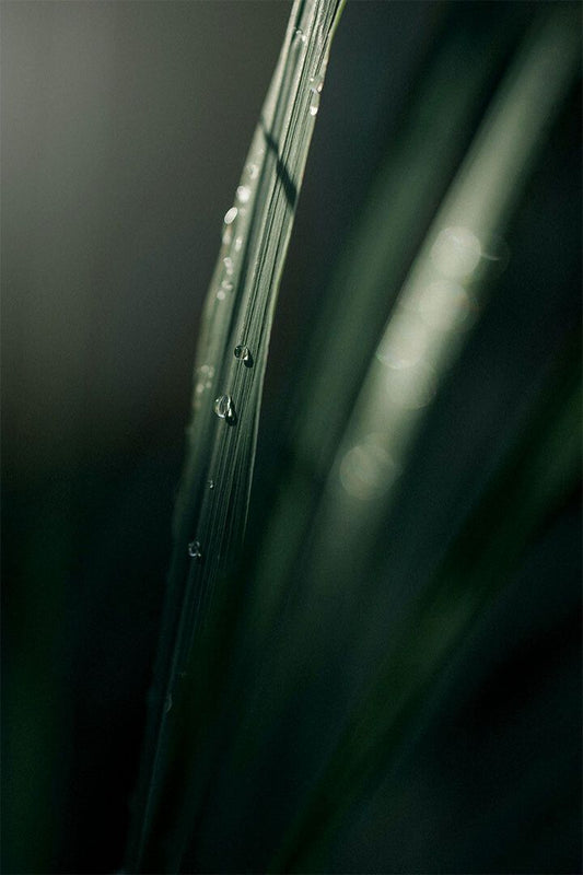 Raindrops Hanging From Blade Of Grass Print Jigsaw Puzzle