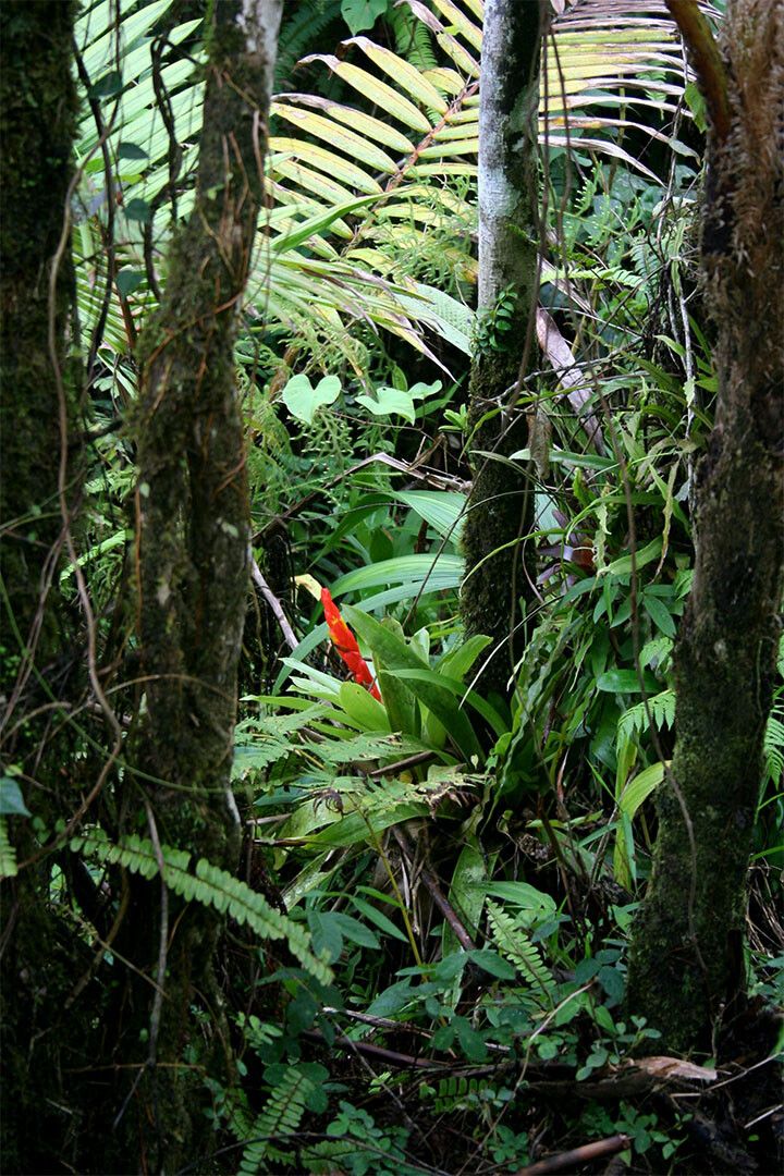 Rainforest Bromeliad And Palms Puerto Rico Print Wall Home Decor Jigsaw Puzzle