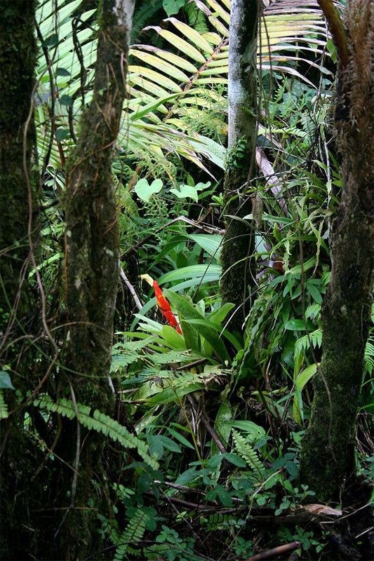 Rainforest Bromeliad And Palms Puerto Rico Print Wall Home Decor Jigsaw Puzzle