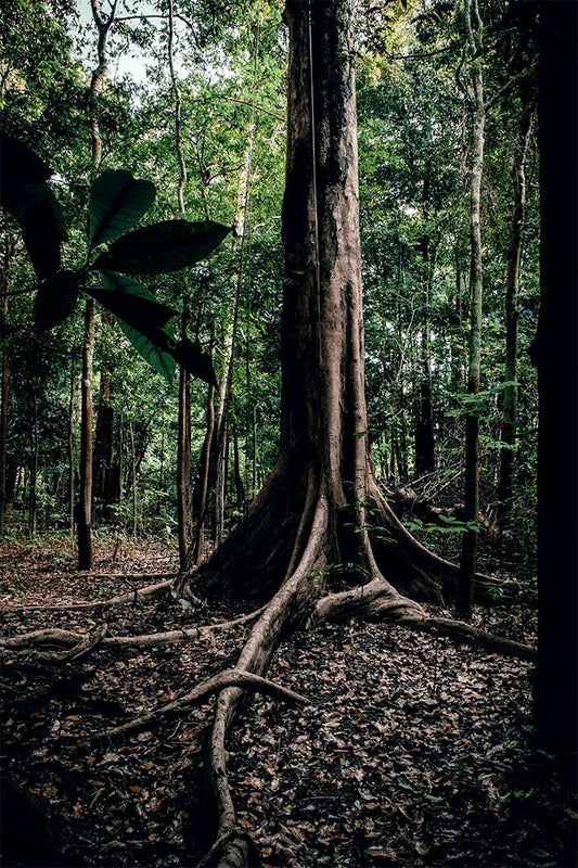 Rainforest Trees Nature Tropical Forests Print Wall Home Decor Jigsaw Puzzle